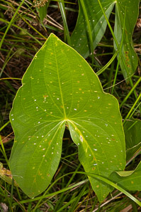 Sagittaria latifolia (arrowhead, broad-leaved arrowhead, broadleaf arrowhead, duck potato, Indian potato, wapato)