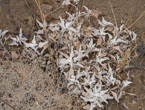 Salvia dorrii (desert sage, tobacco sage, door’s sage, purple sage)