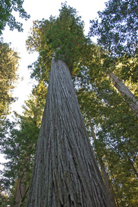Sequoia sempervirens (coast redwood, giant sequoia, giant redwood, California redwood, redwood)