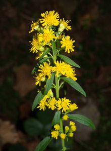 Solidago puberula (downy goldenrod)