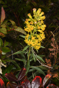 Solidago puberula (downy goldenrod)