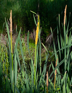 Typha angustifolia (narrow-leaved cattails, narrowleaf cattail, lesser bulrush, lesser reedmace)