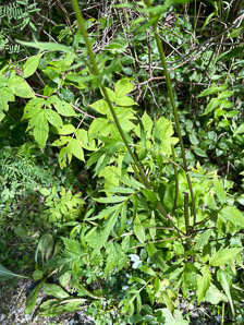 Valeriana officinalis (valerian, garden heliotrope, all-heal, garden valerian)