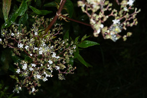 Valeriana officinalis (valerian, garden heliotrope, all-heal, garden valerian)