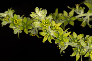Veratrum viride (false hellebore, green false hellebore, Indian poke, American hellebore)