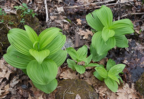 Veratrum viride (false hellebore, green false hellebore, Indian poke, American hellebore)