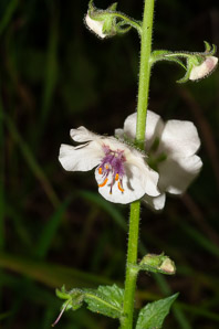 Verbascum blattaria (moth mullein)