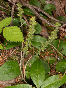 Veronica officinalis (common speedwell, common gypsyweed)