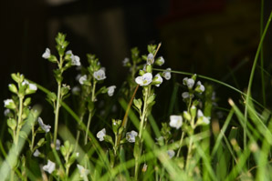Veronica serpyllifolia (thyme-leaved speedwell, thymeleaf speedwell)