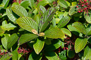 Viburnum sieboldii (Siebold viburnum)