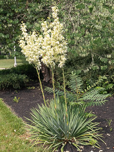 Yucca filamentosa (Adam’s needle, yucca)