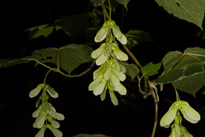 Acer pensylvanicum (moose maple, striped maple, moosewood)