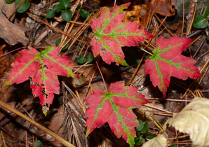 Acer rubrum (red maple, swamp maple, soft maple)