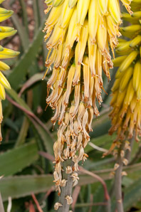 Aloe vera (medicinal aloe, aloe vera)