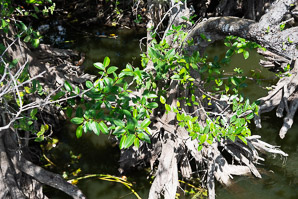 Annona glabra (pond apple, alligator apple, swamp apple, corkwood, bobwood, monkey apple)