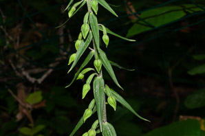 Aplectrum hyemale (puttyroot orchid)
