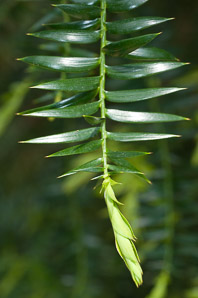 Araucaria bidwillii (bunya-bunya, bunya-bunya pine)