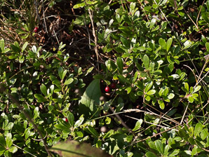 Arctostaphylos uva-ursi (common bearberry)