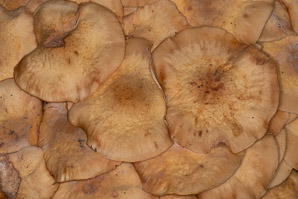 Armillaria mellea (honey mushroom, honey fungus)