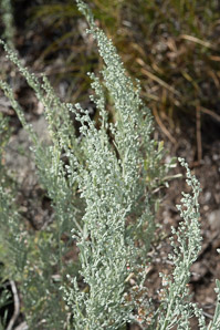 Artemisia tridentata (big sagebrush, Great Basin sagebrush)