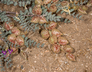 Astragalus whitneyi (balloon-pod milk-vetch, balloon milk-vetch, Whitney's locoweed, Whitney’s locoweed)