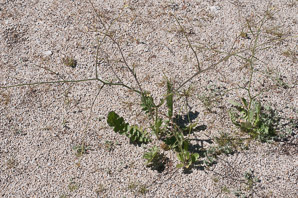 Brassica tournefortii (Asian mustard, pale cabbage, African mustard, Sahara mustard)