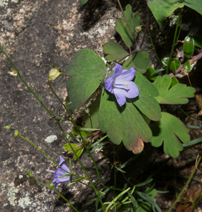 Campanula rotundifolia (bluebell, harebell, bluebell bellflower)