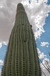 Carnegiea gigantea (saguaro, giant saguaro)