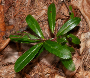 Chimaphila umbellata (common pipsissewa, noble prince’s-pine, pipsissewa)