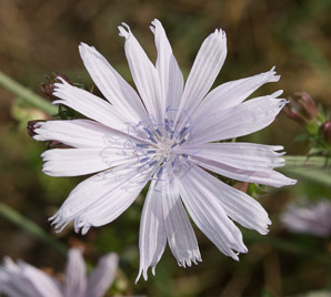 Cichorium intybus (chicory)