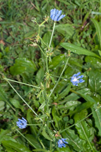 Cichorium intybus (chicory)