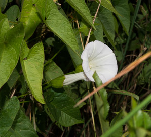 Convolvulus arvensis (field bindweed)
