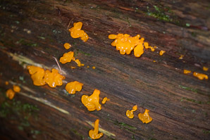 Dacryopinax spathularia (fan-shaped jelly fungus)