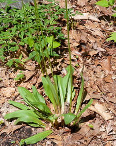Dodecatheon pulchellum (shooting star, darkthroat shooting star, few-flower shooting star, western shooting star, darkthroat shootingstar)