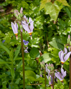 Dodecatheon pulchellum (shooting star, darkthroat shooting star, few-flower shooting star, western shooting star, darkthroat shootingstar)