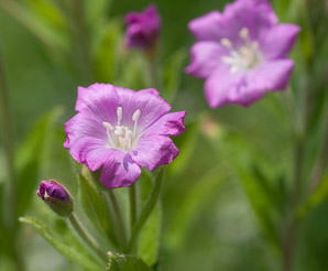 Epilobium hirsutum (great willowherb, hairy willow-herb, great hairy willowherb, apple-pie, cherry-pie, codlins-and-cream, codlins and cream)