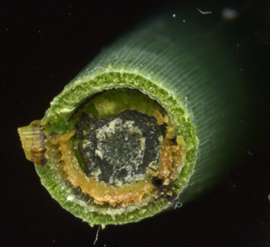 Equisetum hyemale (rough horsetail, common scouring rush, scouringrush horsetail)