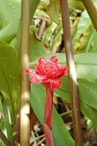 Etlingera elatior (red torch ginger)