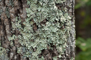Flavoparmelia caperata (common greenshield, flavoparmelia lichen)