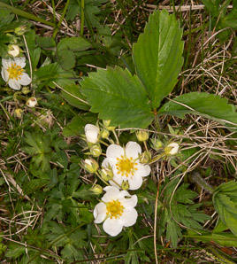 Fragaria virginiana (common strawberry, Virginia strawberry, wild strawberry, strawberry)