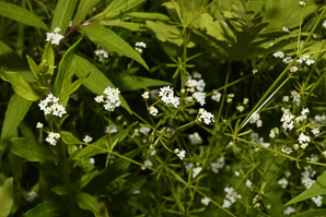 Galium mollugo (smooth bedstraw, false baby’s breath, upright bedstraw, upright hedge bedstraw, white bedstraw, wild madder)