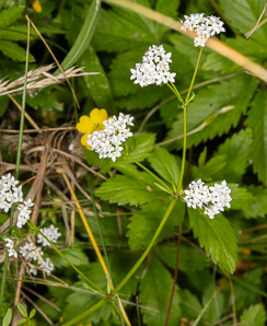Galium palustre (marsh bedstraw, common marsh bedstraw)