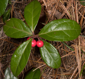 Gaultheria procumbens (creeping wintergreen, wintergreen, Eastern teaberry, checkerberry, boxberry, American wintergreen)