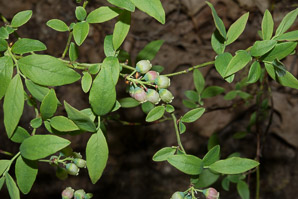 Gaylussacia baccata (black huckleberry, common huckleberry)