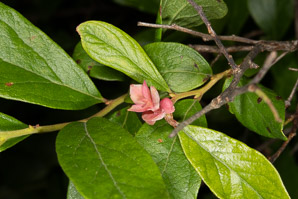 Gaylussacia baccata (black huckleberry, common huckleberry)