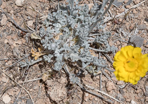 Geraea canescens (desert sunflower, hairy desert sunflower, desert gold, hairy desertsunflower)