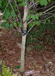 Halesia tetraptera (Carolina silverbell, common silverbell, mountain silverbell)