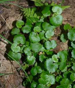 Hydrocotyle sibthorpioides (lawn marsh pennywort, lawn marshpennywort)