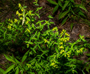 Hypericum perforatum (St. John’s wort, common St. John’s wort, common St. Johnswort)