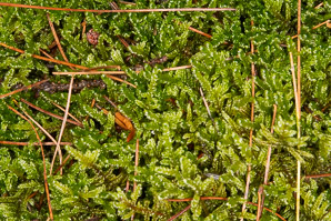 Hypnum cupressiforme (cypress-leaved plaitmoss, hypnum moss)